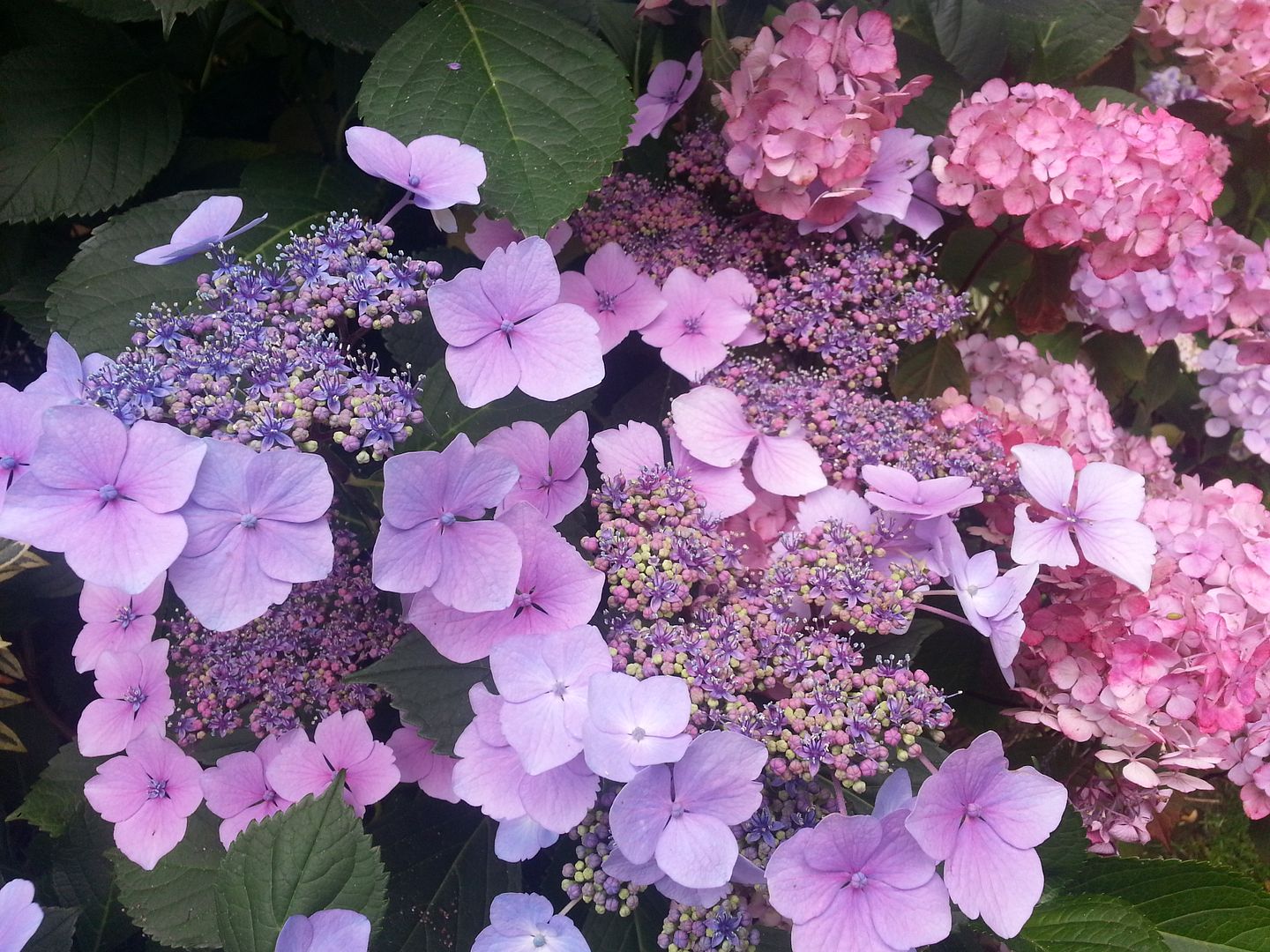  photo 20140720_101741_zpsjghn0tet.jpg